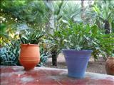 Marrakech_Majorelle003