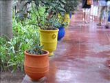 Marrakech_Majorelle005