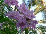 Marrakech_Majorelle013