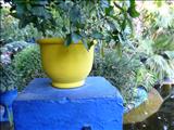 Marrakech_Majorelle023