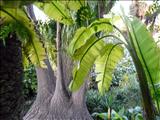 Marrakech_Majorelle027