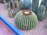 Marrakech_Majorelle037