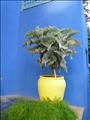 Marrakech_Majorelle038