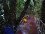 Marrakech_Majorelle046