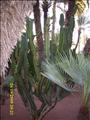 Marrakech_Majorelle049