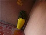 Marrakech_Majorelle058