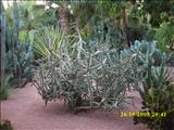 Marrakech_Majorelle064