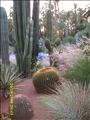 Marrakech_Majorelle068