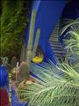 Marrakech_Majorelle069