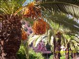 Marrakech_tour_bus_071