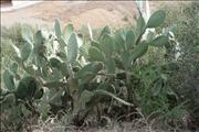 Morocco_Meknes_047