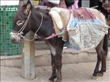 Morocco_Meknes_079