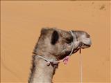 Morocco_The_Desert135