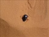 Morocco_The_Desert138