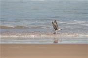 Morocco_Sidi_Orsic_beach015