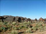 Morocco_Todra_Gorde009
