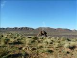 Morocco_Todra_Gorde010